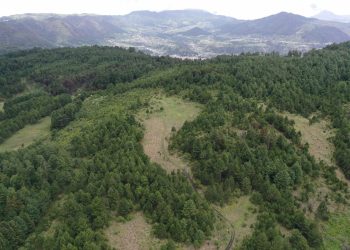 Programa de Reducción de Emisiones impulsa la mitigación del cambio climático. (Foto: Inab)