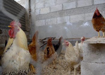 La crianza de gallinas de traspatio beneficia la economía familiar y la seguridad alimentaria. / Foto: MAGA.