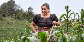 El apyo de la FAO se enfocará en áreas en las que los eventos climáticos extremos ponen en riesgo la agricultura familiar.