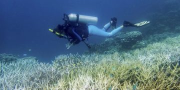 Los arrecifes enfrentan el cuarto evento de blanqueamiento por una ola de calor que aumenta la temperatura de los océanos desde 2023.