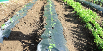 En el área agrícola, se sugiere evitar podas y fertilizaciones nitrogenadas durante los periodos de bajas temperaturas. / Foto: MAGA