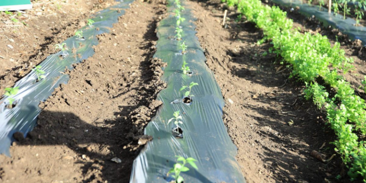 En el área agrícola, se sugiere evitar podas y fertilizaciones nitrogenadas durante los periodos de bajas temperaturas. / Foto: MAGA