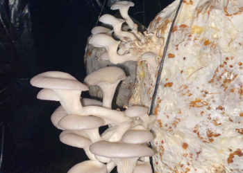 Este sistema permite asegurar una fuente constante de alimento con alto contenido proteínico durante todo el año. / Foto: MAGA.