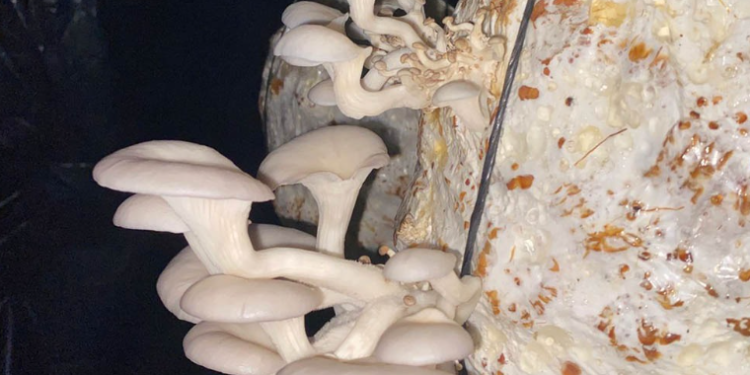 Este sistema permite asegurar una fuente constante de alimento con alto contenido proteínico durante todo el año. / Foto: MAGA.