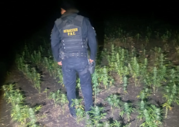 La erradicación de estas plantaciones no solo evita que la droga llegue a los mercados nacionales e internacionales, sino que también debilita las finanzas de los grupos criminales. / Foto: PNC