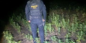 La erradicación de estas plantaciones no solo evita que la droga llegue a los mercados nacionales e internacionales, sino que también debilita las finanzas de los grupos criminales. / Foto: PNC