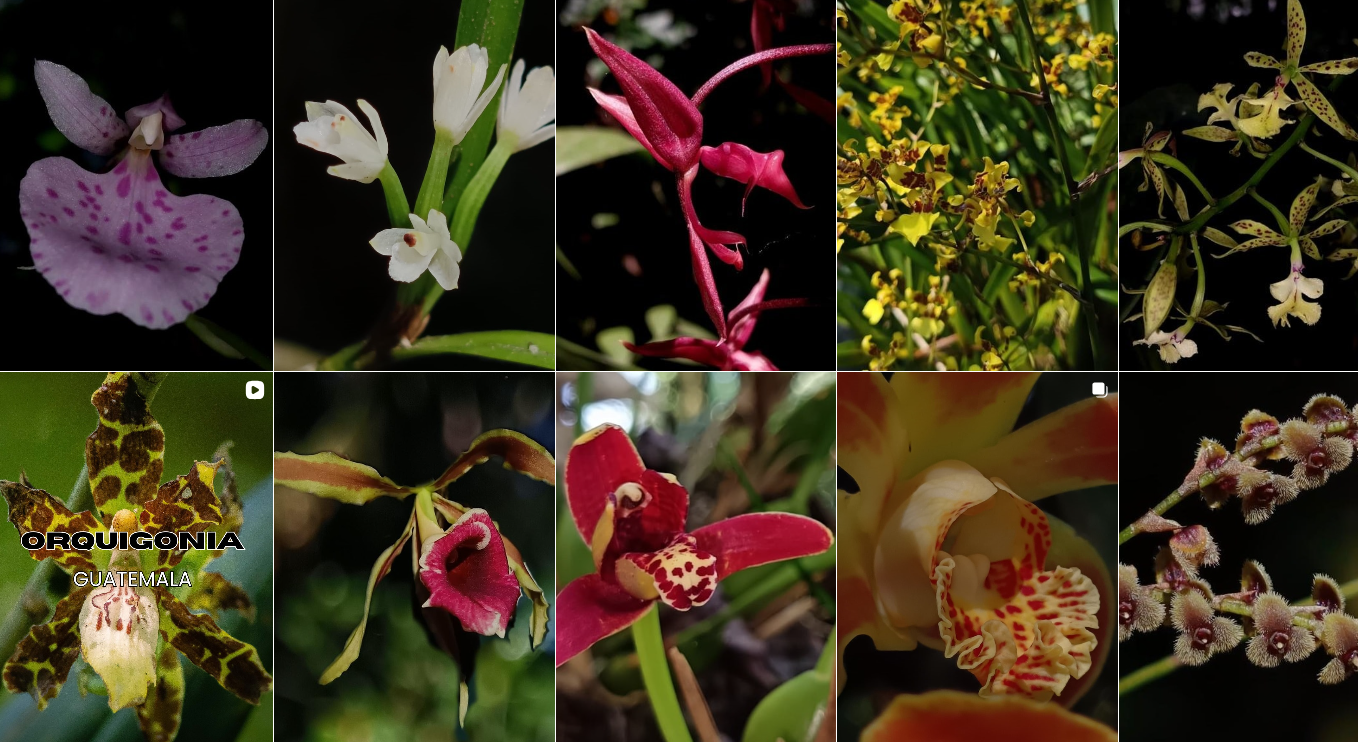 Reserva Natural Privada Centro de Conservación Orquigonia./Foto: RR.SS.