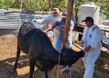 Jornada sanitaria refuerzan sanidad porcina y bovina en Villa Nueva