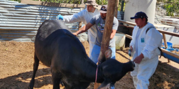 Jornada sanitaria refuerzan sanidad porcina y bovina en Villa Nueva