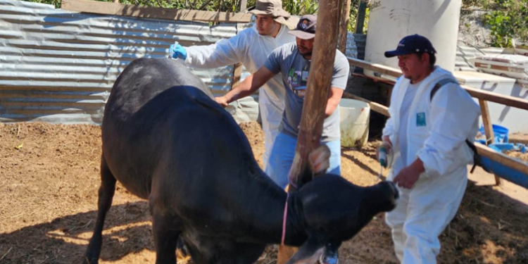 Jornada sanitaria refuerzan sanidad porcina y bovina en Villa Nueva