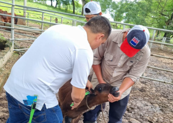 Los bovinos registrados cuentan con un sistema de doble identificación auricular. / Foto: MAGA
