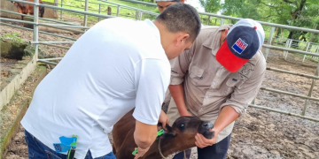 Los bovinos registrados cuentan con un sistema de doble identificación auricular. / Foto: MAGA