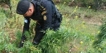 Esto es el resultado del trabajo constante y coordinado de la PNC en la lucha frontal contra el narcotráfico. / Foto: PNC