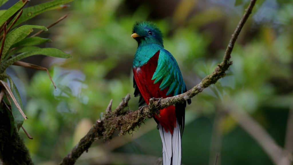 Biotopo Protegido del Quetzal Mario Dary Rivera./CECON/USAC.