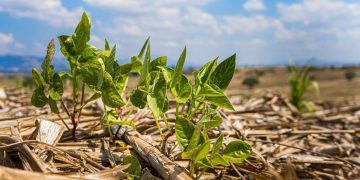 La FAO advierte de que la degradación del suelo pone en riesgo la producción alimentaria.
