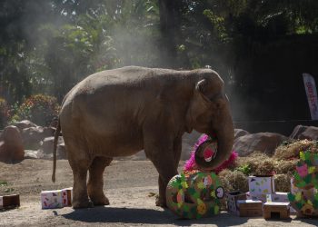 El zoológico La Aurora festejó este sábado por los 65 años de vida de la elefanta Trompita.