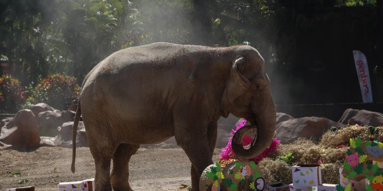 El zoológico La Aurora festejó este sábado por los 65 años de vida de la elefanta Trompita.