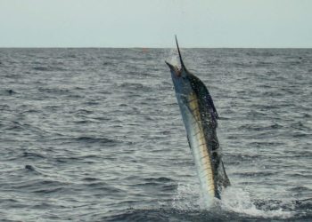 Conap alerta sobre la prohibición de venta de carne de animales silvestres durante la época de cuaresma. (Foto: archivo)