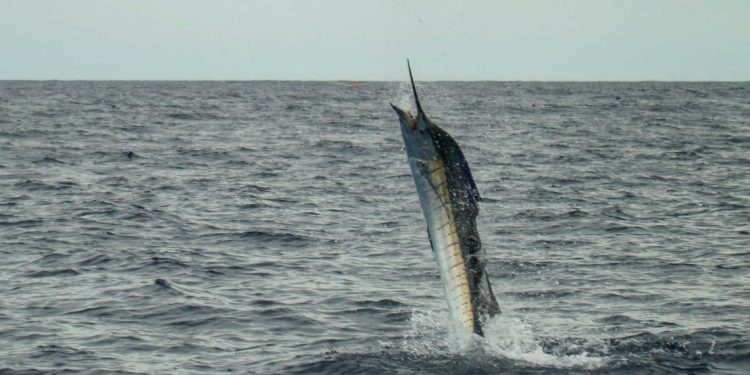 Conap alerta sobre la prohibición de venta de carne de animales silvestres durante la época de cuaresma. (Foto: archivo)