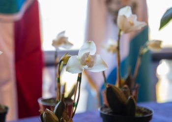 Festival de la Monja Blanca impulsa la conservación y reconocimiento de la flor nacional en Alta Verapaz