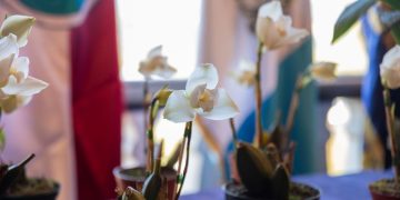 Festival de la Monja Blanca impulsa la conservación y reconocimiento de la flor nacional en Alta Verapaz