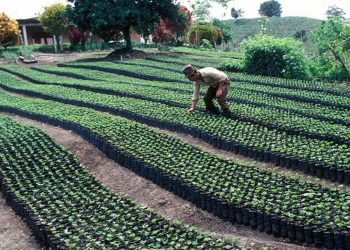 De acuerdo con el informe, se necesita el diseño de políticas públicas que permitan modernizar y tecnificar la agricultura para enfrentar los desafíos que se avecinan.