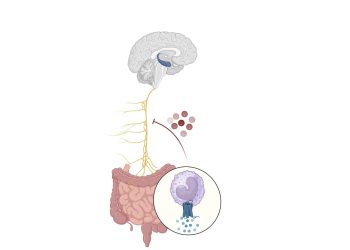 Según el estudio, al restaurar la conexión intstino-cererbro, se puede recuperar el funcionamiento cognitivo.