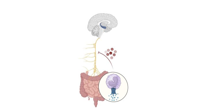 Según el estudio, al restaurar la conexión intstino-cererbro, se puede recuperar el funcionamiento cognitivo.