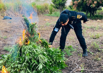 PNC erradica plantación de marihuana. / Foto: PNC.