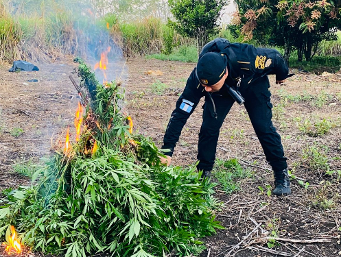PNC erradica plantación de marihuana. / Foto: PNC.