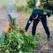 PNC erradica más de 35 mil matas de marihuana en Las Cruces, Petén