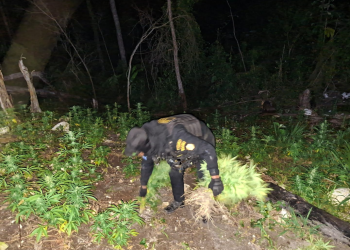 Erradicación de marihuana en el departamento de Petén. / Foto: PNC