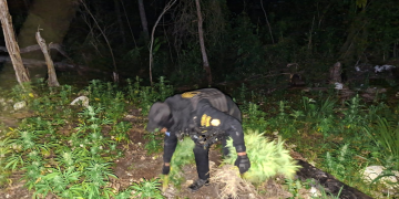Erradicación de marihuana en el departamento de Petén. / Foto: PNC