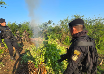 SGAIA efectúa erradicación de plantación de coca. / Foto: PNC