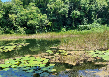 En el Día Mundial del Agua, el Conap resalta la importancia de su conservación. (Foto: Conap)