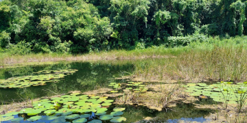 En el Día Mundial del Agua, el Conap resalta la importancia de su conservación. (Foto: Conap)