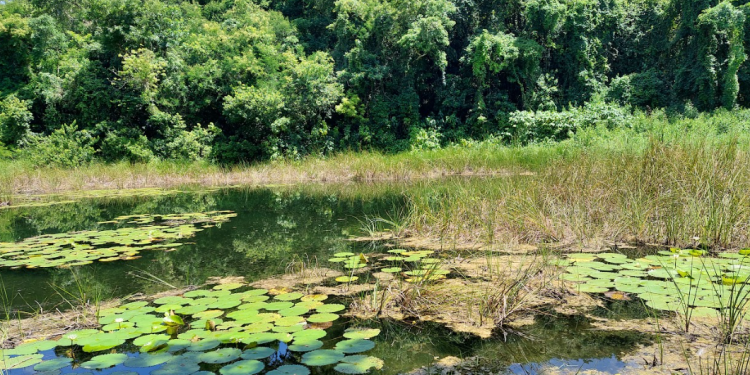 En el Día Mundial del Agua, el Conap resalta la importancia de su conservación. (Foto: Conap)
