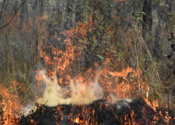 Gran parte de los incendios forestales en el país son provocados por el hombre. / Foto: Inab.