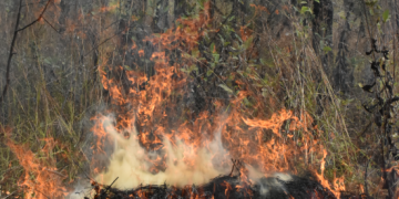 Gran parte de los incendios forestales en el país son provocados por el hombre. / Foto: Inab.