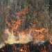 Gran parte de los incendios forestales en el país son provocados por el hombre. / Foto: Inab.