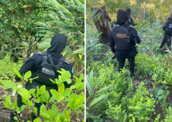 Más de 103 mil arbustos de coca fueron erradicados en Alta Verapaz. (Foto: Ejército de Guatemala)