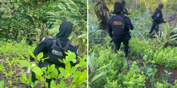 Más de 103 mil arbustos de coca fueron erradicados en Alta Verapaz. (Foto: Ejército de Guatemala)