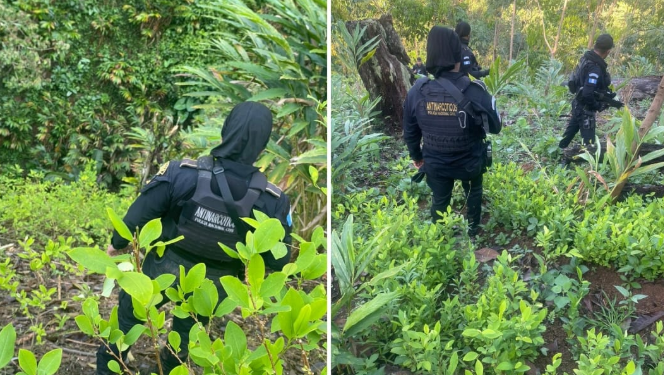 Más de 103 mil arbustos de coca fueron erradicados en Alta Verapaz. (Foto: Ejército de Guatemala)