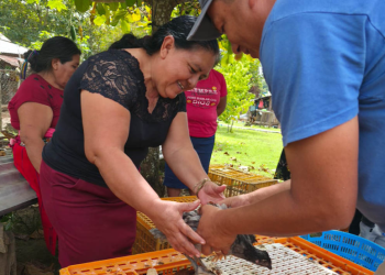 El MAGA también destacó que esta iniciativa fomenta prácticas sostenibles en el manejo de aves, incentivando técnicas adecuadas de crianza, alimentación y sanidad animal. / Foto: MAGA
