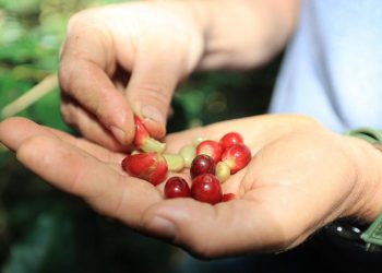 Acciones de apoyo al café guatemalteco destacan en conferencia regional de la FAO en Brasil. (Foto: MAGA)