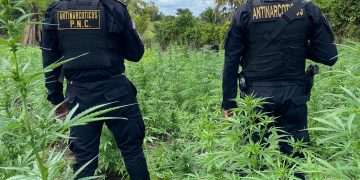 PNC localiza y destruye más de 50 mil matas de marihuana en Las Cruces, Petén