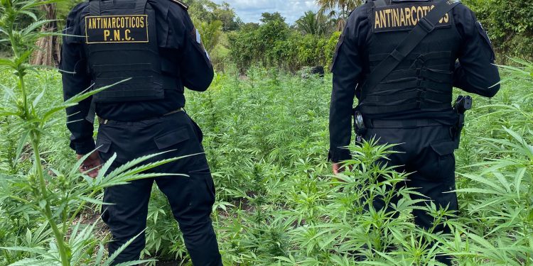 PNC localiza y destruye más de 50 mil matas de marihuana en Las Cruces, Petén