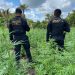 PNC localiza y destruye más de 50 mil matas de marihuana en Las Cruces, Petén