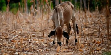 El Programa Mundial de Alimentos prepara medidas anticipatorias ante posible sequía por el fenómeno "El Niño".