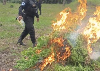 PNC erradica matas de marihuana en el departamento de Petén. (Foto: PNC)